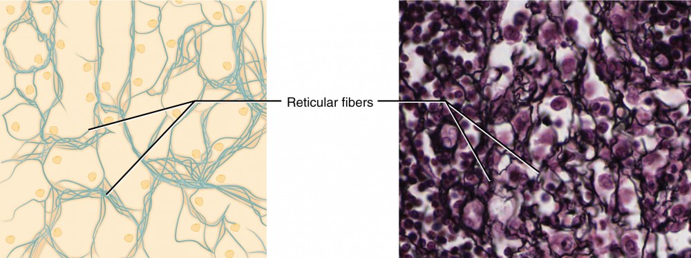 This figure shows reticular tissue alongside a micrograph. The diagram shows a series of small, oval cells embedded in a yellowish matrix. Thin reticular fibers spread and crisscross throughout the matrix. In the micrograph, the reticular fibers are thin, dark, and seem to travel between the many deeply stained cells.