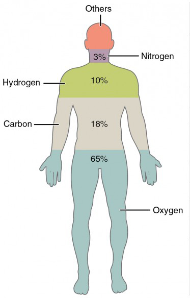 This figure shows a human body with the percentage of the main elements in the body,