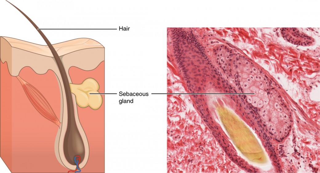 Image A depicts a cross section of the skin layers. The surface of the skin is at the top of the diagram, with the outer layer occupying about one fifth of the cross section. The outer layer has an irregular border with the inner skin layer, which occupies the remainder of the cross section. A hair follicle is embedded within the inner layer. However, the outer layer actually invaginates into the inner layer around the outside of the follicle, completely sheathing the follicle. The follicle has a bulb at its bottom that is connected to blood vessels. The hair projects from the bulb and travels through the sheath to erupt from the skin surface. The sebaceous gland is an irregular, yellow structure attached at the midpoint of the hair shaft near the border between the inner and outer layers of skin. Its duct actually connects into the side of the hair follicle. Image B shows a micrograph of a sebaceous gland connected to a hair follicle. The bulb of the hair follicle is evident in the micrograph as a bundle of cell surrounding the growing hair at its center. The sebaceous gland is connected to the right of the follicle bulb. The gland appears as an oval shaped mass of pink staining, cube shaped cells with purple nuclei.