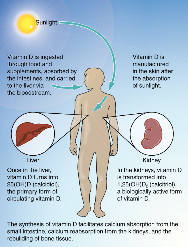 This illustration resembles a flow chart. It begins with the sun shining on a silhouette of a man. One arrow leads from the sun to the man’s skin, stating that Vitamin D is manufactured in the skin after the absorption of sunlight. Another arrow points into the man’s mouth and states that Vitamin D is ingested through food and supplements, absorbed by the intestines, and carried to the liver via the bloodstream. A call out of the liver states that, in the liver, Vitamin D turns into 25 (OH) D, also known as calcidiol, the primary form of circulating Vitamin D. Another callout of the right kidney states that, in the kidneys, Vitamin D is transformed into 1 25 OH (D2). This is also known as calcitriol, a biologically active form of Vitamin D. The synthesis of Vitamin D facilitates calcium absorption from the small intestine, calcium re-absorption from the kidneys, and the rebuilding of bone tissue.