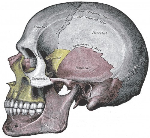 This image shows a side view of the human skull. The major parts of the cell are labeled.