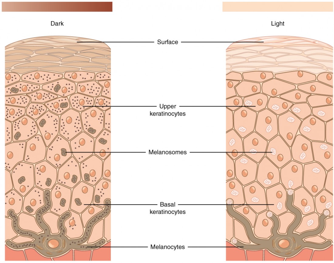 This figure consists of two diagrams side by side. The right diagram shows development of light colored skin; the left shows development of dark-colored skin. In both, a brown melanocyte sits at the border between the dermis and epidermis. The melanocyte has a large nucleus and six finger-like extensions. These reach between cells of the stratum basalis. Sections of the extensions detach and travel through the skins. These are melanosomes. In the left diagram, both the melanocyte and melanosomes contain melanin particles, shown as dark dots. Melanosomes travel upwards to outer skin layers, releasing melanin. As a result, keratinocytes in the left diagram contain several melanin particles that darken skin color. In light colored skin, the melanocyte contains no melanin. It still releases melanosomes into upper layers of the skin; however, these melanosomes contain no melanin. Therefore, the skin does not darken and remains light.