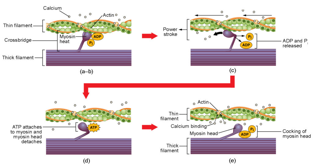 This multipart figure shows the mechanism of skeletal muscle contraction. In the top panel, the ADP and inorganic phosphate molecules are bound to the myosin motor head. In the middle panel, the ADP and phosphate come off the myosin motor and the direction of the power stroke is shown. In the bottom panel, a molecule of ATP is shown to bind the myosin motor head and the motor is reset.