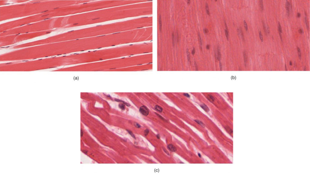 This shows three micrographs, each depicting one of the three muscle tissues. Picture A shows skeletal muscle tissue, which is dense strips of pink tissue that somewhat resemble bacon in appearance. Many small nuclei are dispersed throughout the tissues. The nuclei are flat and elongated, with multiple nuclei clustered into each cell. Picture B shows smooth muscle, which is densely packed and looks similar to skeletal muscle except that each cell only has one oval-shaped nucleus. Picture C shows cardiac muscle. Unlike skeletal and smooth muscle cells, cardiac muscle cells are not densely packed. The cardiac cells are branched, creating a large amount of space between each muscle cell.