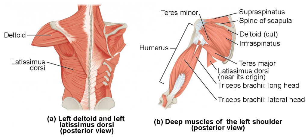 The left panel shows the posterior view of the right deltoid and the left back muscle, and the right panel shows the deep muscles of the left shoulder.