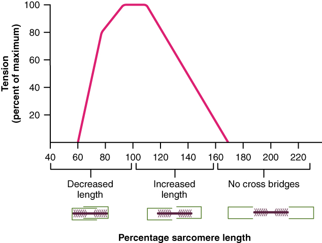 A graph shows the percent sarcomere length on the x-axis and tension on the y-axis. As the length of the sarcomere increases, the tension first increases, and then decreases.