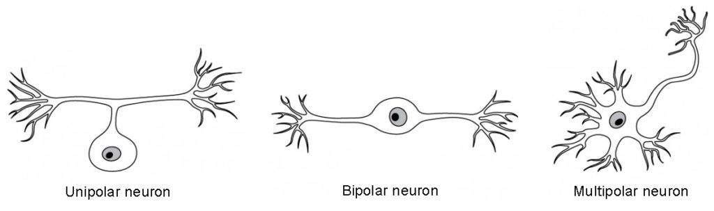 Three illustrations show some of the possible shapes that neurons can take. In the unipolar neuron, the dendrite enters from the left and merges with the axon into a common pathway, which is connected to the cell body. The axon leaves the cell body through the common pathway, the branches off to the right, in the opposite direction as the dendrite. Therefore, this neuron is T shaped. In the bipolar neuron, the dendrite enters into the left side of the cell body while the axon emerges from the opposite (right) side. In a multipolar neuron, multiple dendrites enter into the cell body. The only part of the cell body that does not have dendrites is the part that elongates into the axon.