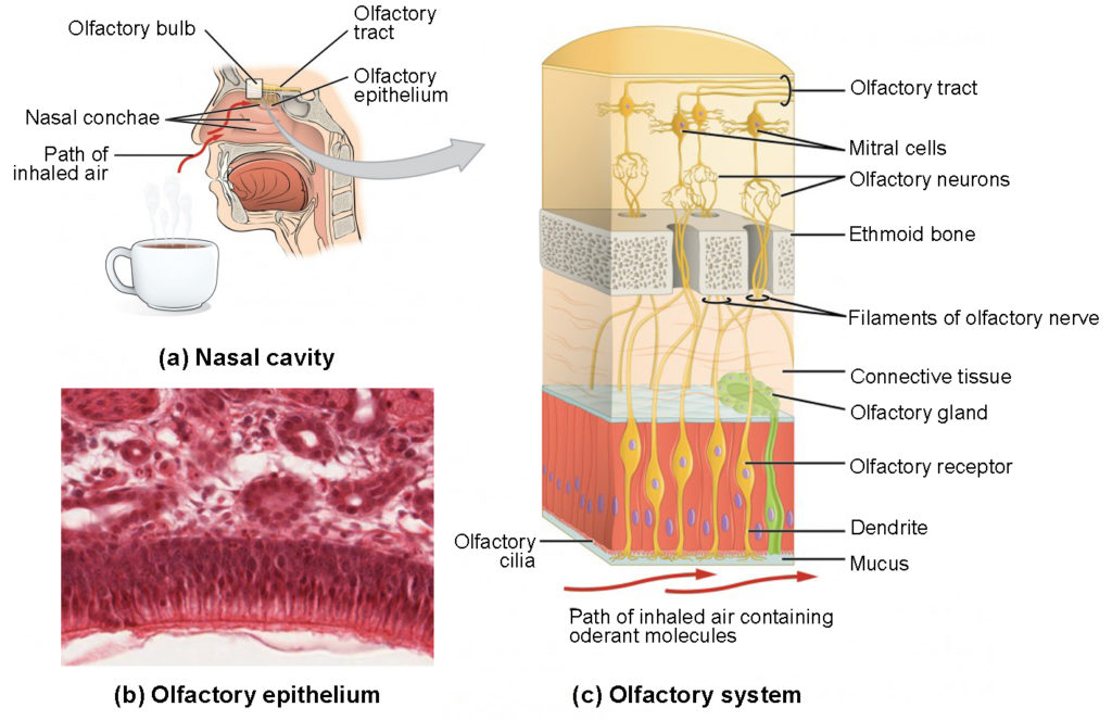 Panel A of this image shows the side view of a person’s face with a cup containing a beverage underneath the nose. The image shows how the aroma of the beverage passes through the nasal cavity. Panel B shows a micrograph of the nasal cavity. Panel C shows a detailed ultrastructure of the olfactory bulb. 