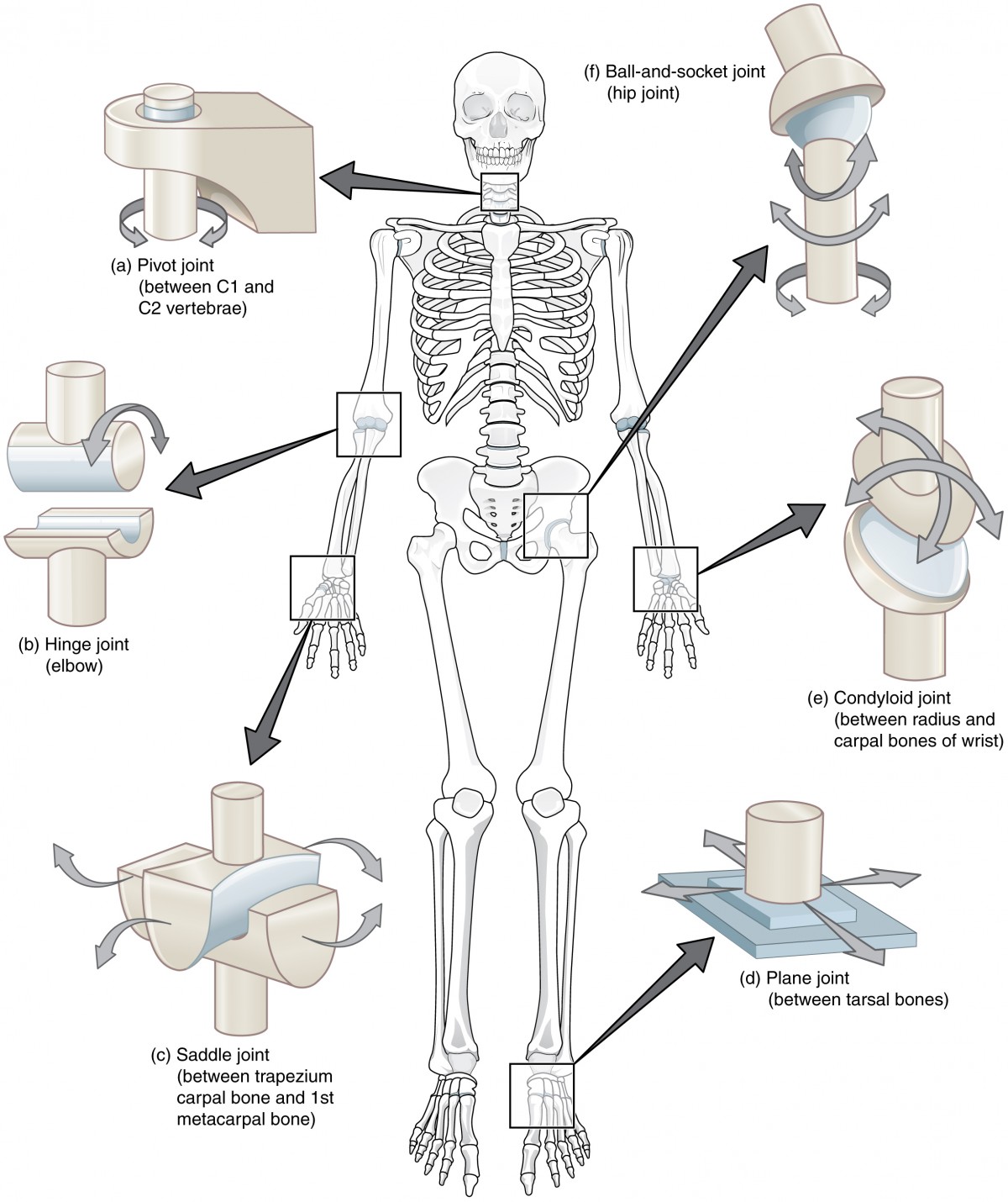 This composite image shows the different types of synovial joints in the body. In the center of the figure is a skeleton, and call outs from each joint show their names and locations.