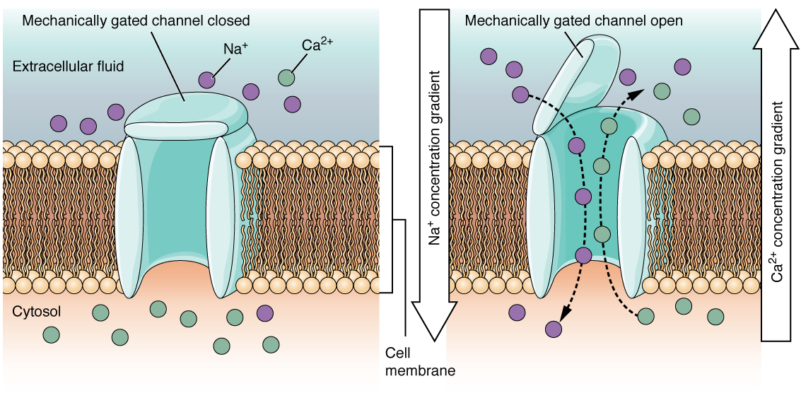 These two diagrams each show a channel protein embedded in the cell membrane. In the left diagram, there are a large number of sodium ions in the extracellular fluid, but only a few sodium ions in the cytosol. There is a large number of calcium ions in the cytosol but only a few calcium ions in the extracellular fluid. In this diagram, the channel is closed, as the extracellular side has a lid, somewhat resembling that on a trash can, that is closed over the channel opening. In the right diagram, the mechanically gated channel is open. This allows the sodium ions to flow from the extracellular fluid into the cell, down their concentration gradient. At the same time, the calcium ions are moving from the cytosol into the extracellular fluid, down their concentration gradient.
