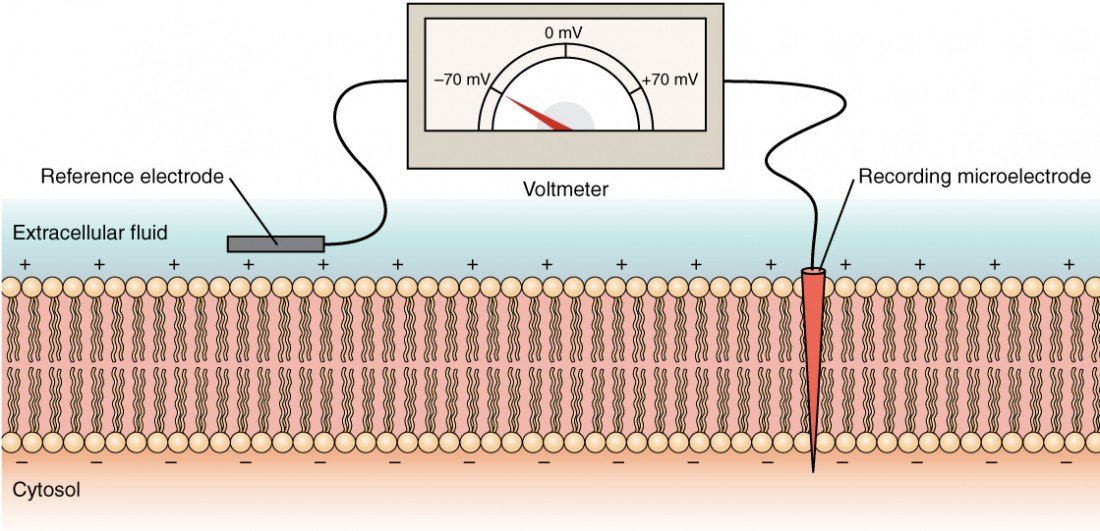 This diagram shows a cross section of a cell membrane. The extracellular fluid side of the cell membrane is positively charged while the cytosol side of the membrane is negatively charged. There is a microelectrode embedded in the cell membrane. The microelectrode is attached to a voltmeter, which also has a reference electrode on the extracellular fluid side. The readout of the voltmeter is negative 70 millivolts.