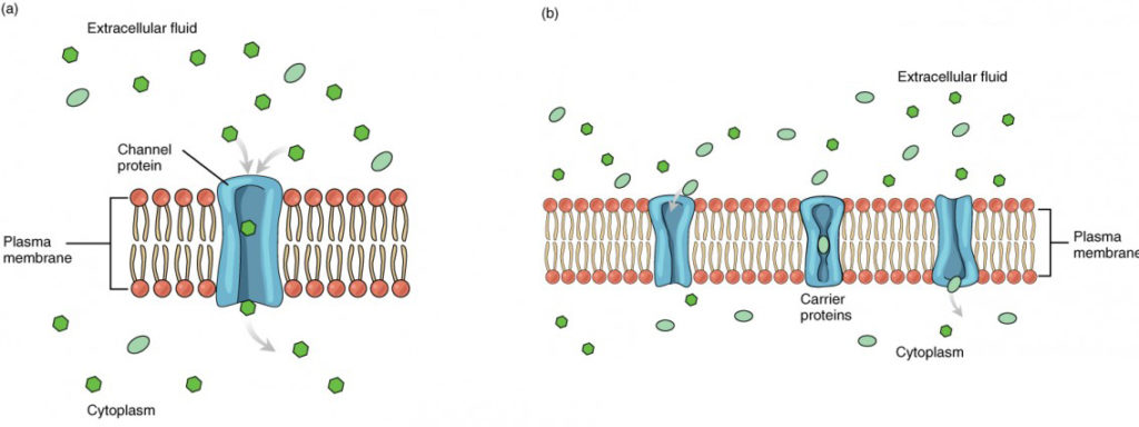 This diagram shows the different means of facilitated diffusion across the plasma membrane. In the top panel, a channel protein is shown to allow the transport of solutes across the membrane. In the bottom panel, the membrane contains carrier proteins in addition to channel proteins.
