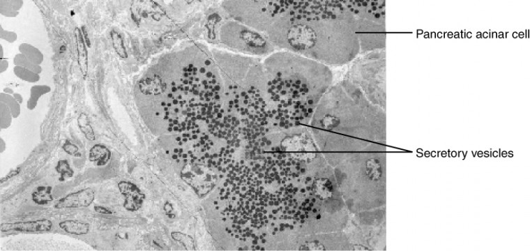 This micrograph shows the structure of a pancreatic acinar cell and the location of secretory vesicles.