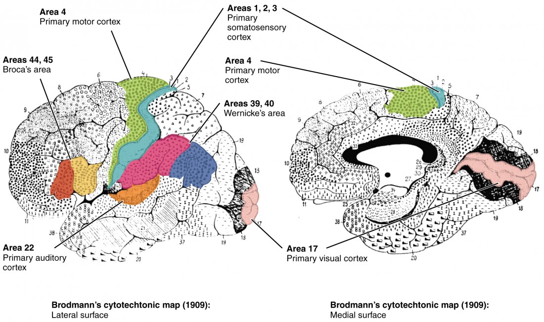 In this figure, the Brodmann areas, identifying the functional regions of the brain, are mapped. The left panel shows the lateral surface of the brain and the right panel shows the medial surface.