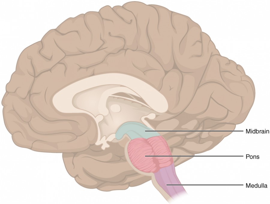 This figure shows the location of the midbrain, pons and the medulla in the brain.