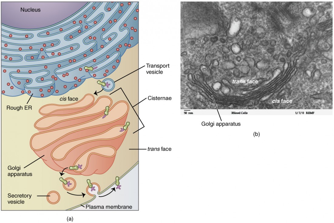 This figure shows the structure of the Golgi apparatus. The diagram in the left panel shows the location and structure of the Golgi apparatus. The right panel shows a micrograph showing the folds of the Golgi in detail.