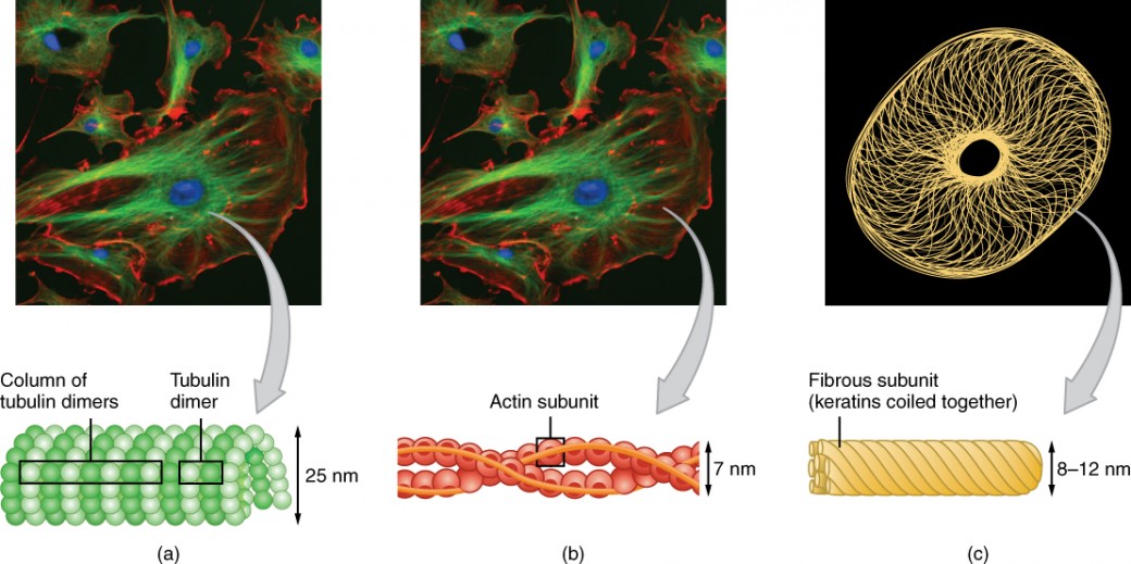 This figure shows the different cytoskeletal components in an animal cell. The left panel shows the microtubules with the structure of the column formed by tubulin dimers. The middle panel shows the actin filaments and the helical structure formed by the filaments. The right panel shows the fibrous structure of the intermediate filaments with the different keratins coiled together.