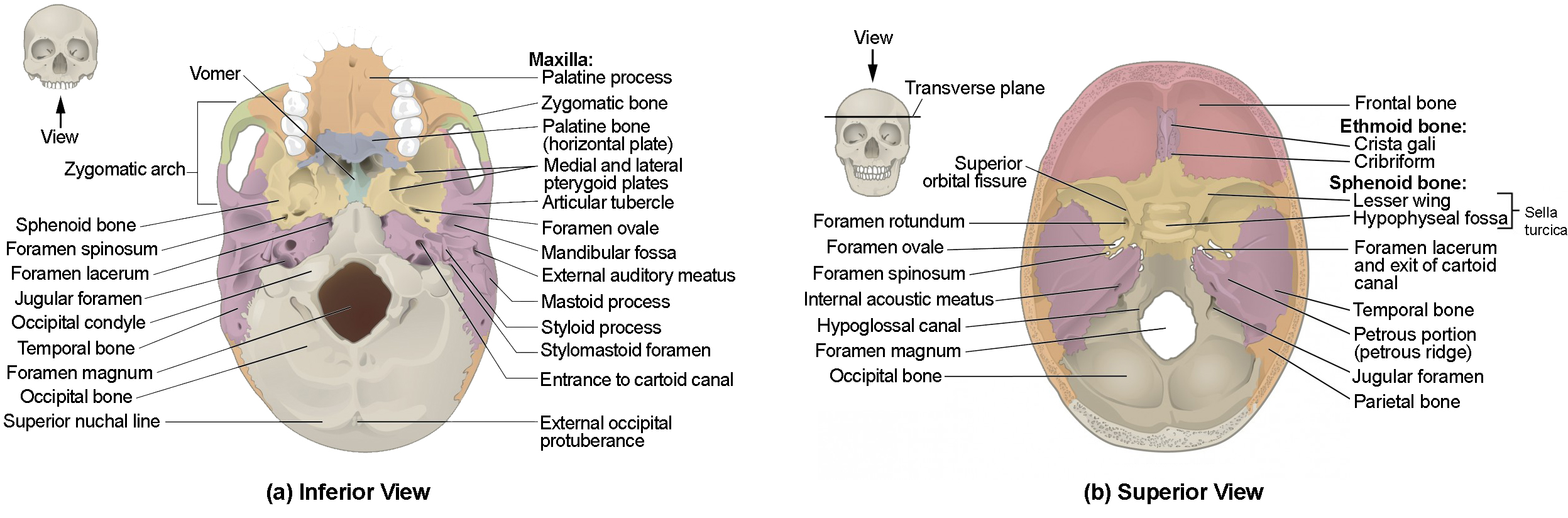 This image shows the superior and inferior view of the skull base. In the top panel, the inferior view is shown. A small image of the skull shows the viewing direction on the left. In the inferior view, the maxilla and the associated bones are shown. In the bottom panel, the superior view shows the ethmoid and sphenoid bones and their subparts.