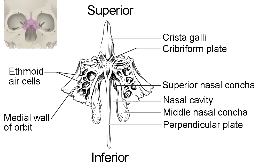 This image shows the location and structure of the ethmoid bone. A small image of the skull on the top left shows the ethmoid bone colored in pink. A magnified image shows the inferior view of the ethmoid bone.