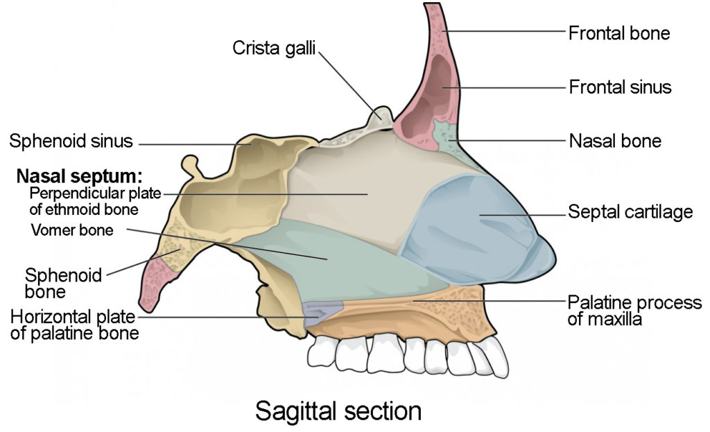 ethmoid bone labeled nasal septum