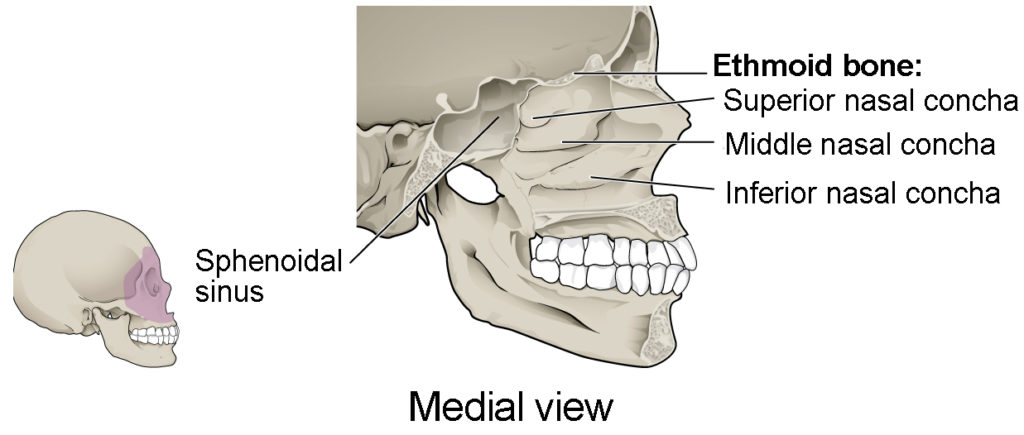 This figure shows the structure of the nasal cavity. A lateral view of the human skull is shown on the top left with the nasal cavity highlighted in purple. A magnified view of the nasal cavity shows the various bones present and their location.