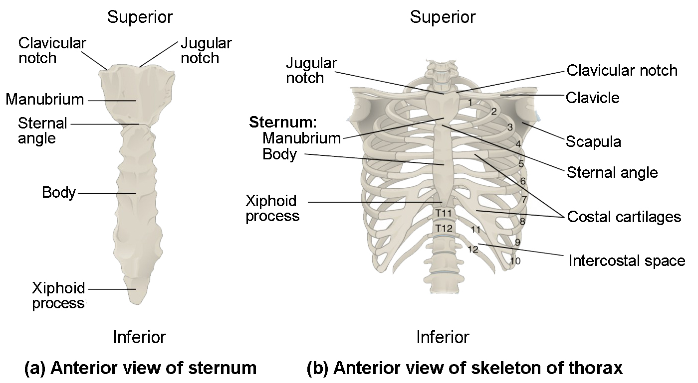 This figure shows the skeletal structure of the rib cage. The left panel shows the anterior view of the sternum and the right panel shows the anterior panel of the sternum including the entire rib cage.