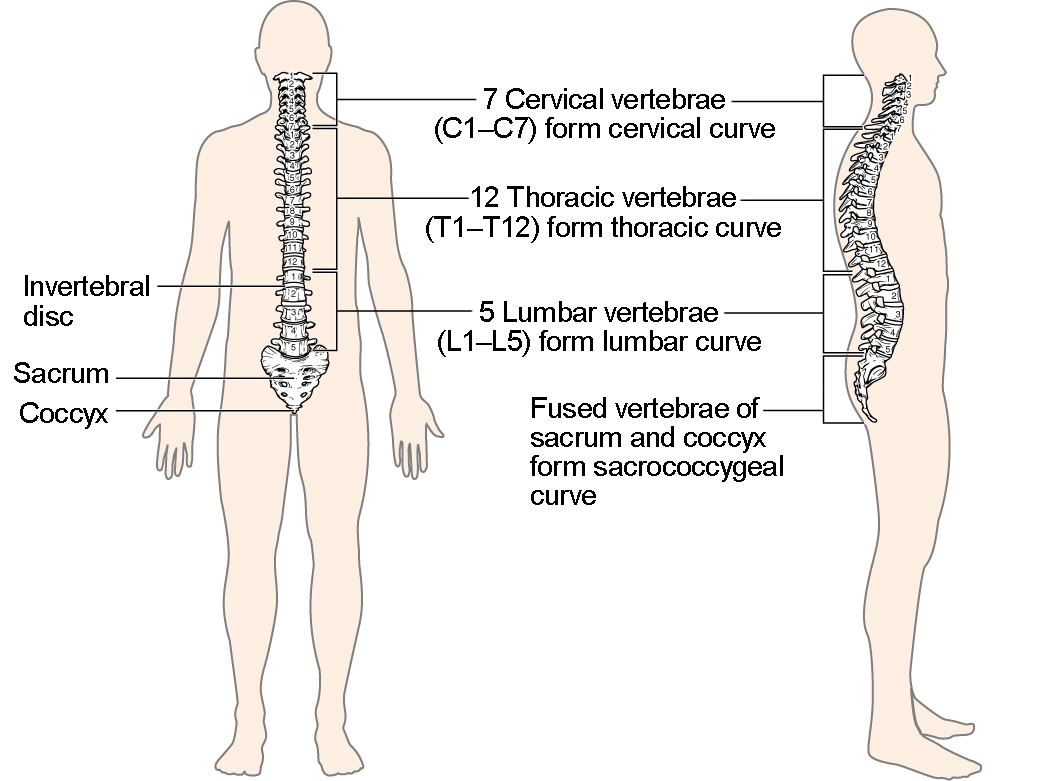 This image shows the structure of the vertebral column. The left panel shows the front view of the vertebral column and the right panel shows the side view of the vertebral column.