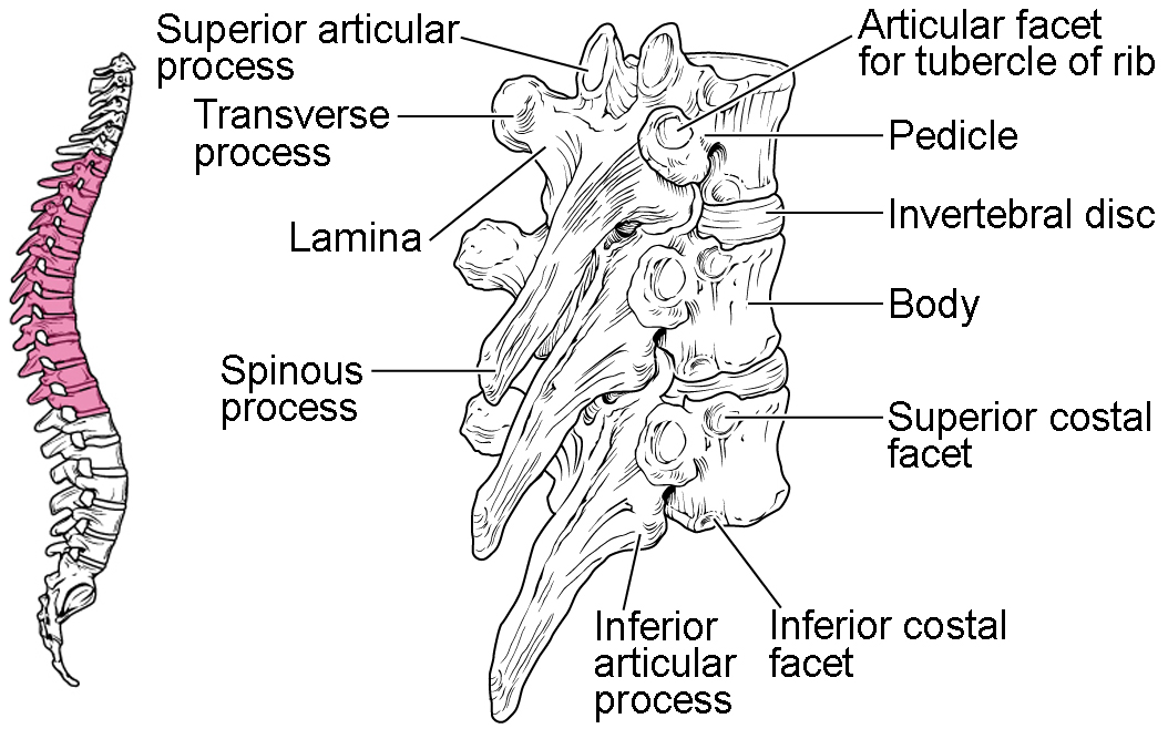 This figure shows the structure of the thoracic vertebra. The left panel shows the vertebral column with the thoracic vertebrae highlighted in pink. The right panel shows the detailed structure of a single thoracic vertebra.