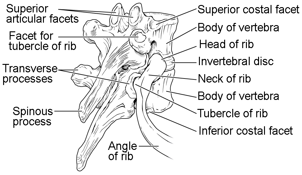 This diagram shows how the thoracic vertebra connects to the angle of the rib. The major parts of the vertebra and the processes connecting the vertebra to the rib are labeled.