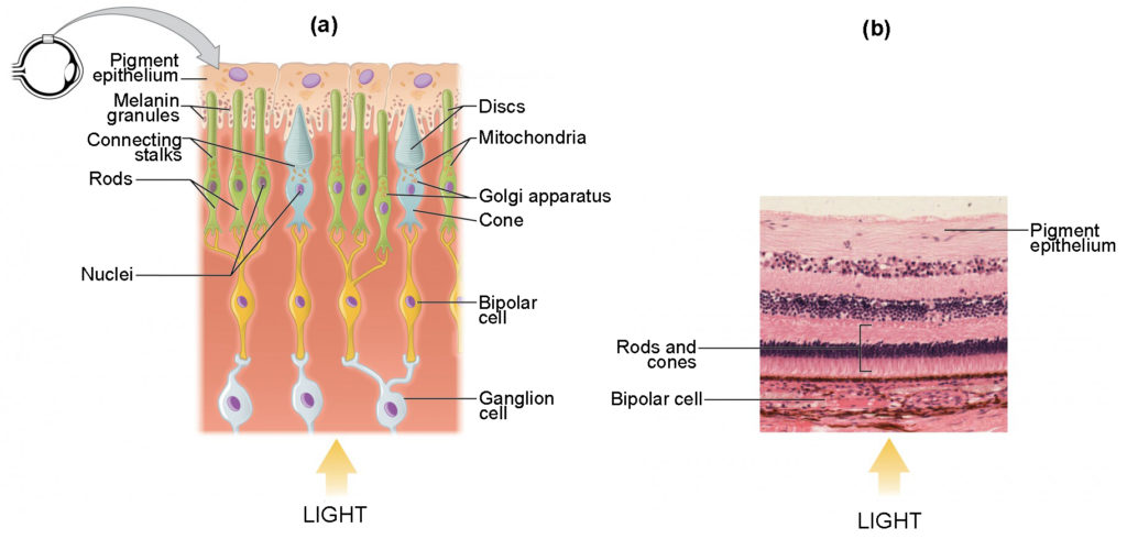 The top panel shows the cellular structure of the different cells in the eye. The bottom panel shows a micrograph of the cellular structure.