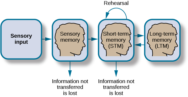 A flow diagram consists of four boxes with connecting arrows. The first box is labeled “sensory input.” An arrow leads to the second box, which is labeled “sensory memory.” An arrow leads to the third box which is labeled “short-term memory (STM).” An arrow points to the fourth box, labeled “long-term memory (LTM),” and an arrow points in the reverse direction from the fourth to the third box. Above the short-term memory box, an arrow leaves the top-right of the box and curves around to point back to the top-left of the box; this arrow is labeled “rehearsal.” Both the “sensory memory” and “short-term memory” boxes have an arrow beneath them pointing to the text “information not transferred is lost.”