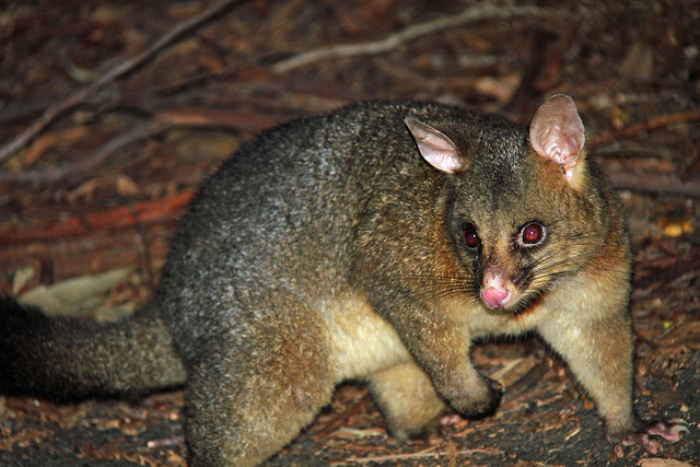 photo of an Australian possum. A small four-legged marsupial with short brown fur.