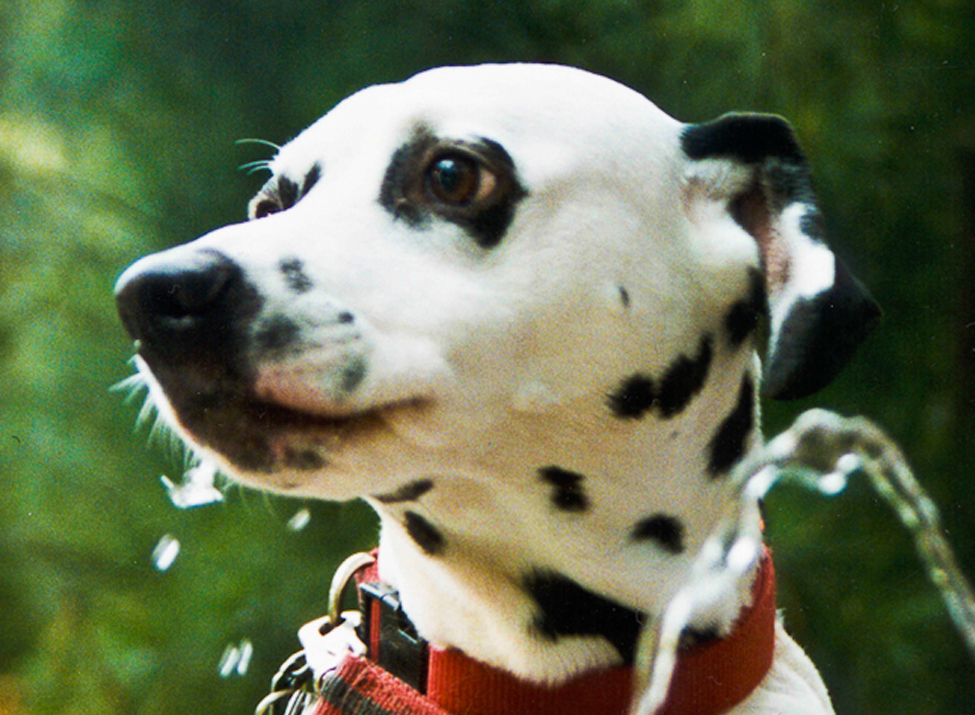 This is a picture of a Dalmation dog covered in black spots. He is wearing a red color, appears to be in a nature setting, and there is a spout of water from a water fountain in the foreground.