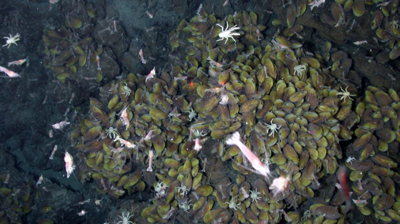 Photo shows shrimp, lobster, and white crabs crawling on a rocky ocean floor littered with mussels.