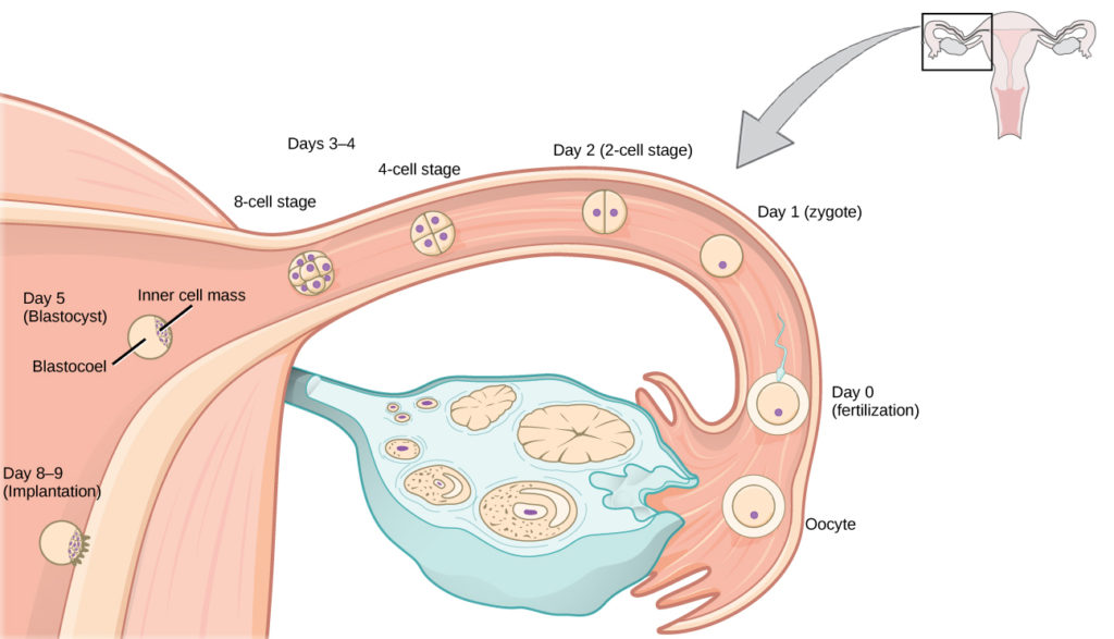 Human Pregnancy and Birth, Biology I