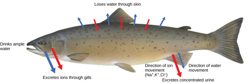 Illustration B shows a fish in a saltwater environment, where water is lost through the skin. To compensate, the fish drinks ample water and excretes concentrated urine. It absorbs sodium, potassium, and chlorine ions through its skin, and excretes them through its gills.