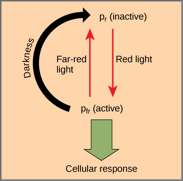 Plant Responses to Light Biology I Study Guides