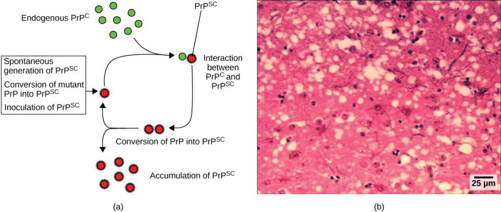 Immunohistochemistry Example