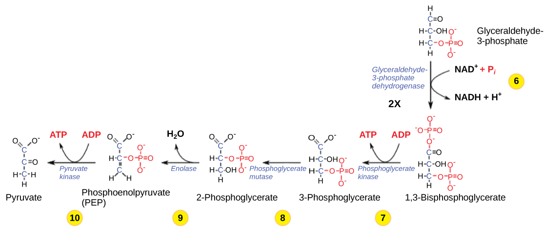 This illustration shows the steps in the second half of glycolysis. In step six, the enzyme glyceraldehydes-3-phosphate dehydrogenase produces one NADH molecule and forms 1,3-bisphosphoglycerate. In step seven, the enzyme phosphoglycerate kinase removes a phosphate group from the substrate, forming one ATP molecule and 3-phosphoglycerate. In step eight, the enzyme phosphoglycerate mutase rearranges the substrate to form 2-phosphoglycerate. In step nine, the enzyme enolase rearranges the substrate to form phosphoenolpyruvate. In step ten, a phosphate group is removed from the substrate, forming one ATP molecule and pyruvate.