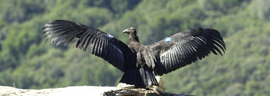 A california condor perched on a cliff's edge. Its wings are extended in preparation for flight.