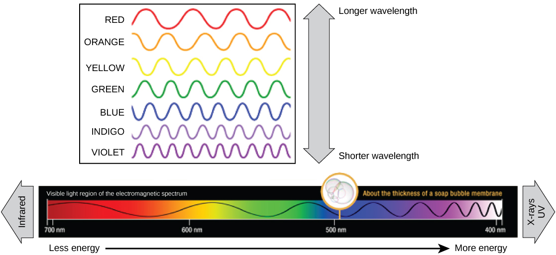 The illustration shows the colors of visible light. In order of decreasing wavelength, these are red, orange, yellow, green, blue, indigo, and violet.