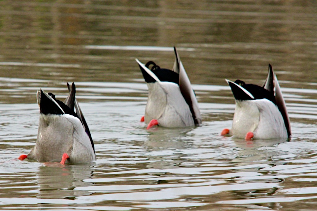 Three birds on the water. Their butts are stuck up in the air as the birds' heads dive beneath the water.