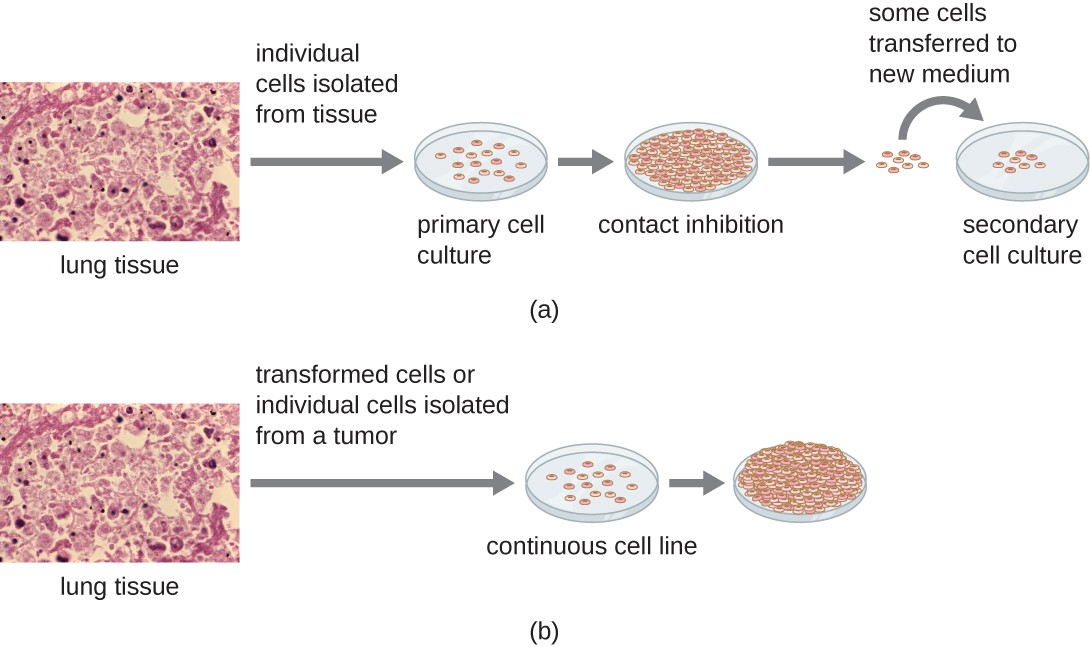 Isolation, Culture, and Identification of Viruses Microbiology