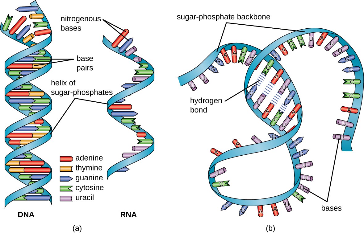 Which Enzyme Makes Dna From An Rna Template