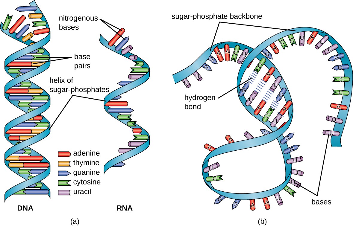 Discuss The Role Of Dna And Rna In Protein Synthesis