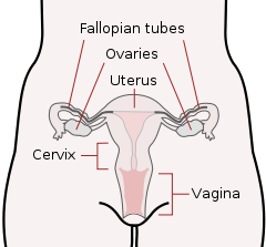 female reproductive system diagram showing the vagina, cervix, uterus, ovaries, and fallopian tubes.