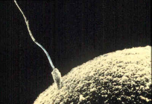 magnified photo of sperm approaching ovum.