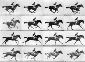 Eadweard Muybridge, Thoroughbred bay mare