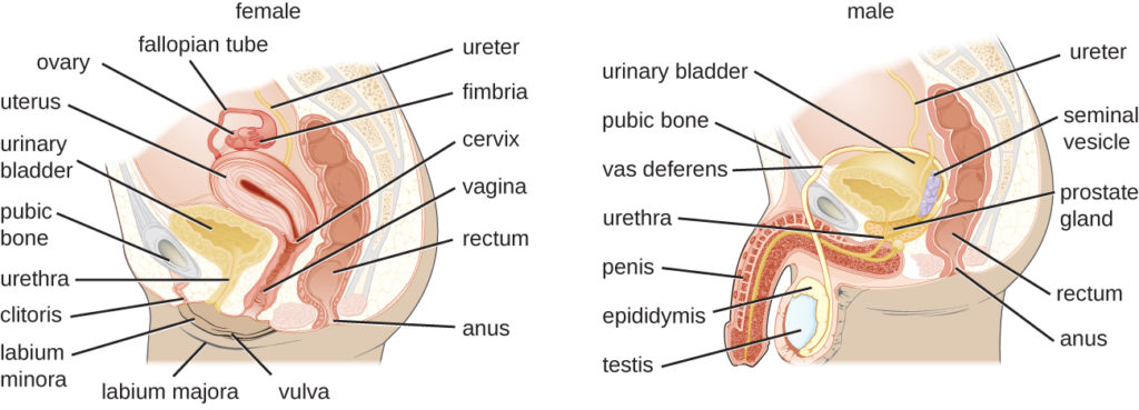 A longitudinal section of the female reproductive and urinary systems. A tube labeled ureter leads to the urinary bladder which leads to the urethra. The urinary bladder sits just internal to the pubic bone. Just above and behind the urinary bladder is the uterus (an oval shaped structure with a thick wall). Above the uterus is a tube labeled fallopian tube which connects to a small oval ovary. The opening in the uterus is the cervix which leads to the vagina. Behhind this is the rectum which leads to the anus. The external flaps of skin are labeled labium minora and majora. A longitudinal section of the male reproductive and urinary system. A tube at the top is labeled ureter which connects to the urinary bladder, which sits just behind the pubic bone. The bladder leads to a long tube labeled urethra which is in the center of the penis. The vas deferens also feeds into the urethra. The testis has a structure on the top called epididymis which becomes the vas deferens. The seminal vesicles connect to the vas deferens just before it goes through the prostate gland (a structure just below the urinary bladder). The vas deferens connects to the urethra after it passes through the prostate gland. The rectum and anus are behind all of these structures.