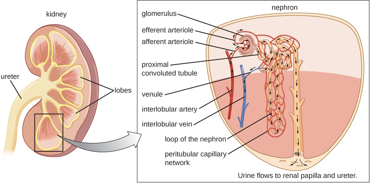 A cross section of a kidney a solid out regions outlines triangular regions labeled lobes. A tubes beginning at the points of each lobe fuse into a single large tube labeled ureter. A close-up of a lobe showing two nephrons feeding into the tube that feeds into the ureter. Nephrons have a bulb at one end labeled glomerulus. This becomes a tube labeled proximal convoluted tubule which becomes the loop of Henle which becomes the distal convoluted tubule which feeds into the collecting duct. From here urine flows to the renal papilla and ureter. Afferent arterioles feed into the glomerulus and efferent arterioles take materials away from the glomerulus. The venule carries blood away.